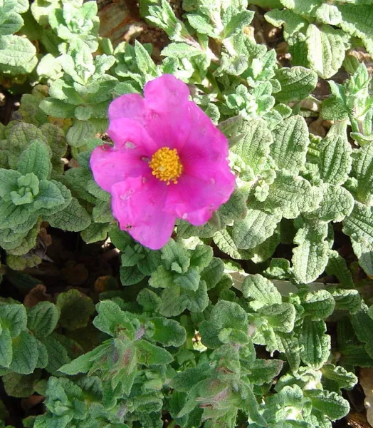 1024px-cistus_crispus_1.webp