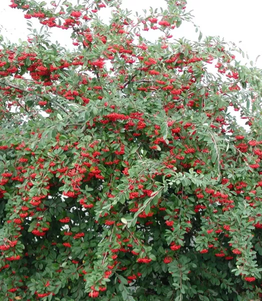 COTONEASTER franchetii 4L