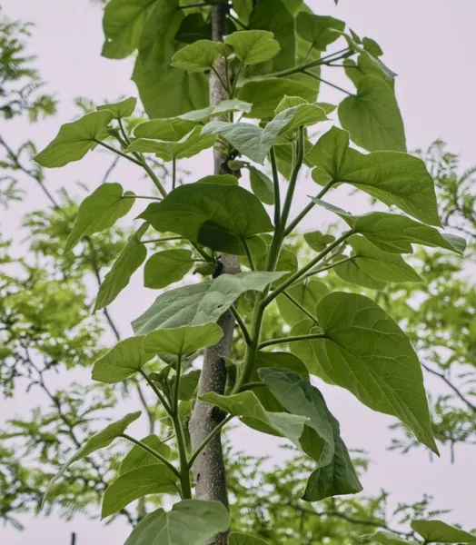 PAULOWNIA TOMENTOSA 7,5L