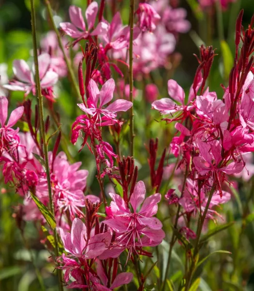 GAURA LINDHEIMERI 'GAUDI® RED' 3L