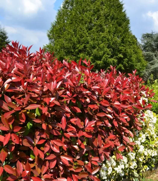 PHOTINIA FRASERI RED ROBIN 4L