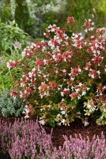 ABELIA GRANDIFLORA 4L