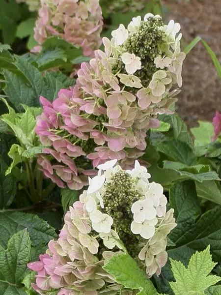 28749-1-hydrangea_quercifolia_jetstream.webp