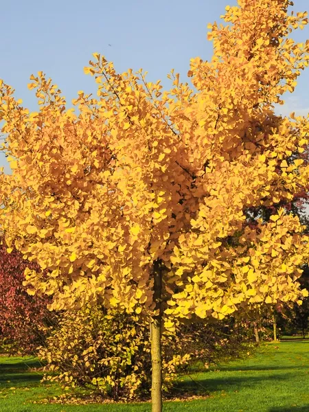 29636-1-ginkgo_biloba_autumn_gold.webp