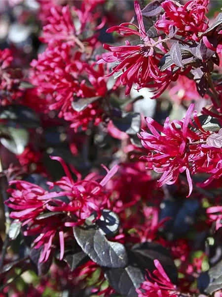 30268-1-loropetalum_chinense_pipas_red.webp