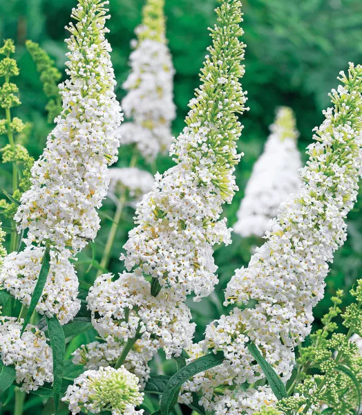 BUDDLEJA DAV. Rêve Papillon White 4L