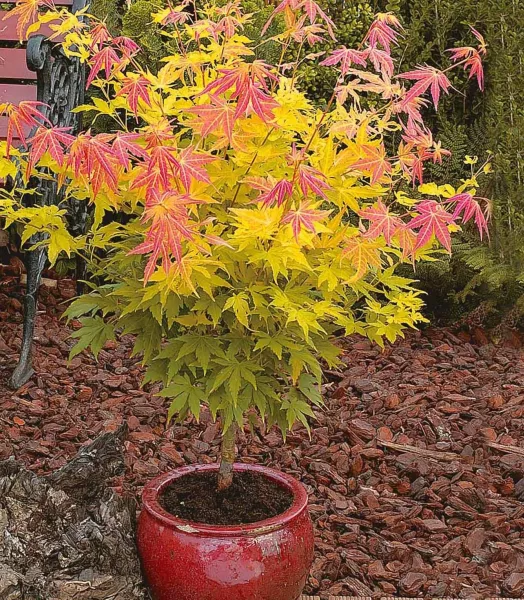 ACER palmatum. ORANGE DREAM 5L