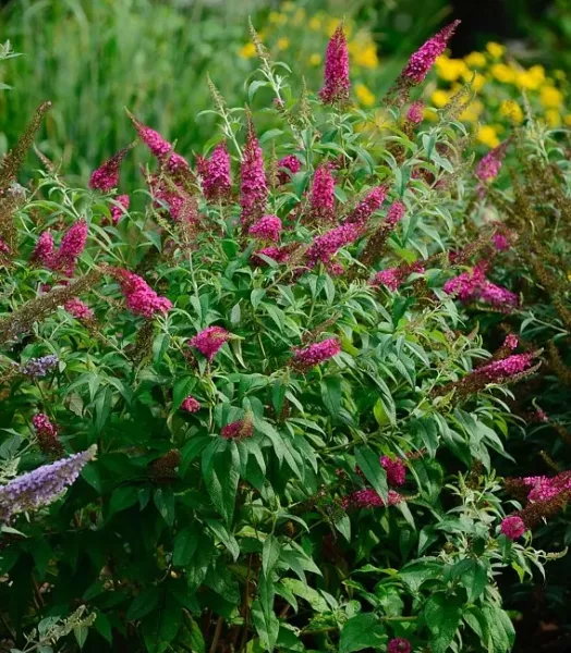 BUDDLEJA DAV. Rêve Papillon. RED 4L