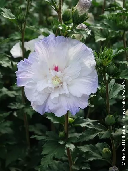 HIBISCUS SY. IGLOO 4L