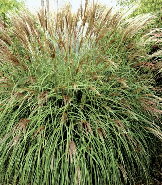 MISCANTHUS SINENSIS YAKA DANCE 4L