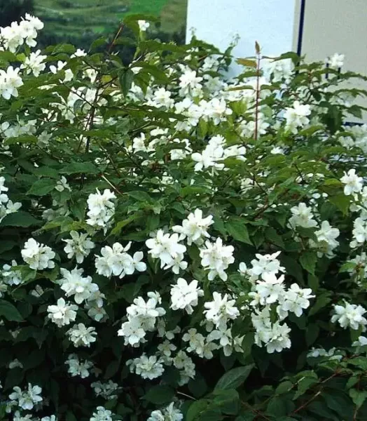 PHILADELPHUS CORONARIUS 4L