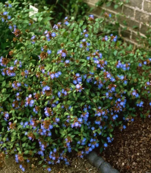 CERATOSTIGMA WILLMOTTIANUM 3L