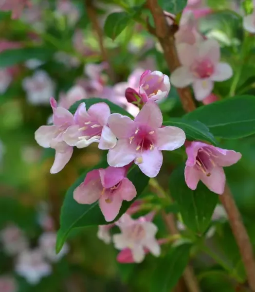 ABELIA GRANDI. EDWARD GOUCHER 4L