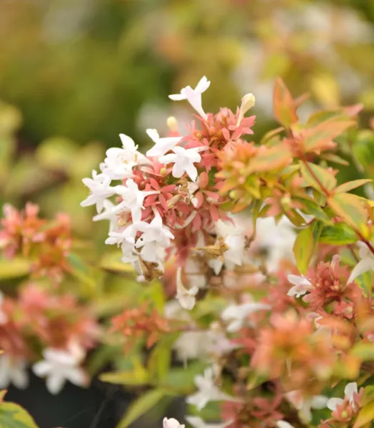 abelia-grandiflora-kaleidoscope-copyright-a-75332-1.webp