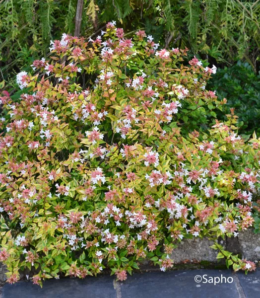 ABELIA GRANDI. KALEIDOSCOPE® 4L