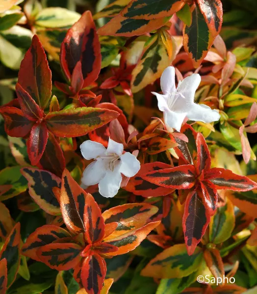 ABELIA GRANDI. KALEIDOSCOPE 4L