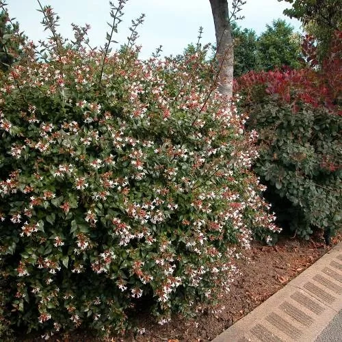 abelia-grandiflora_fr_500_0003253.webp