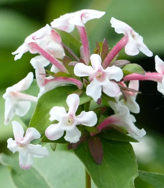 ABELIA MOSA. MONIA 4L