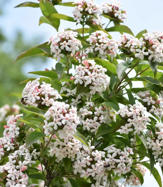 abelia-mosanensis-monia-abelia-parfume-copyright-a-839031-1.webp