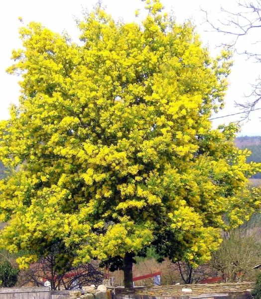 ACACIA dealbata 5L