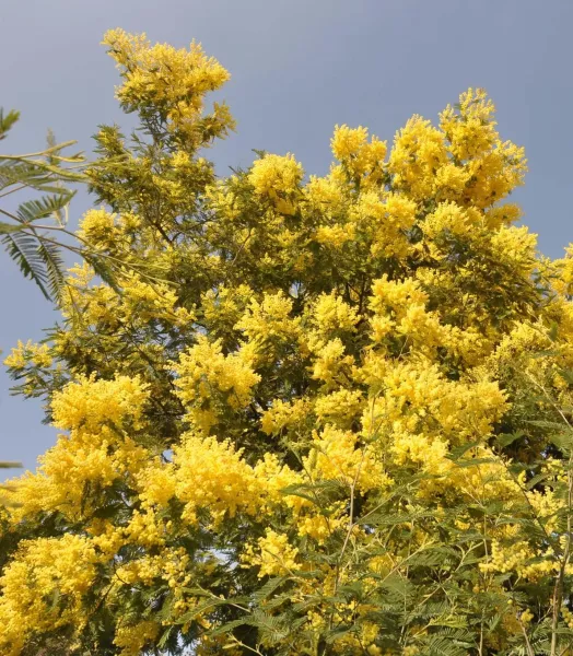 acacia-dealbata-84794-5.webp