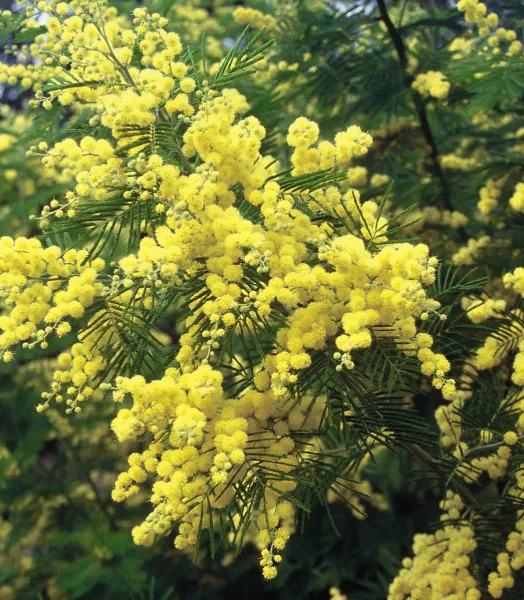 ACACIA dealbata Gaulois astier 4L