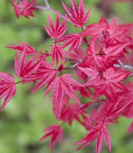 ACER palmatum . DESHOJO 5L