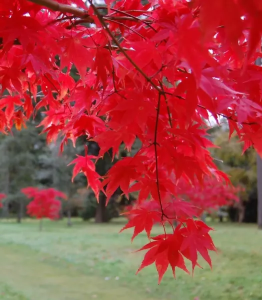 acer-palmatum-osakazuki-ld-westy48-781551-2.webp