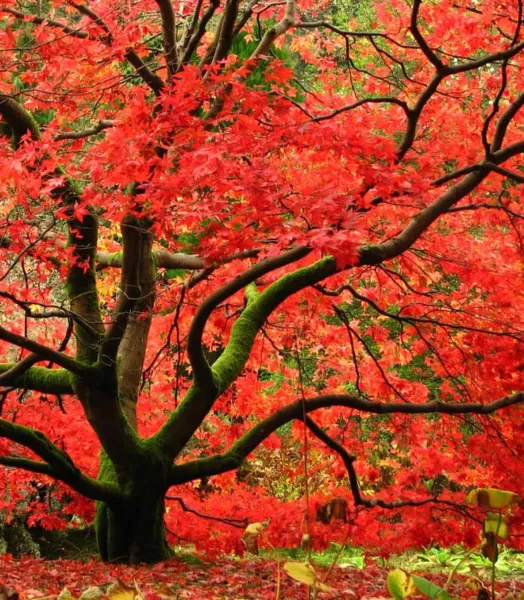 acer-palmatum-osakazuki-ld-wlcutler-781551-2.webp