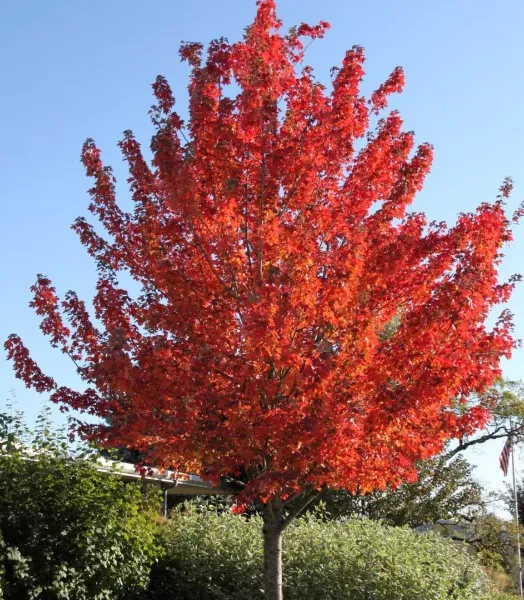 acer-rubrum-redpointe-frank-jr.webp