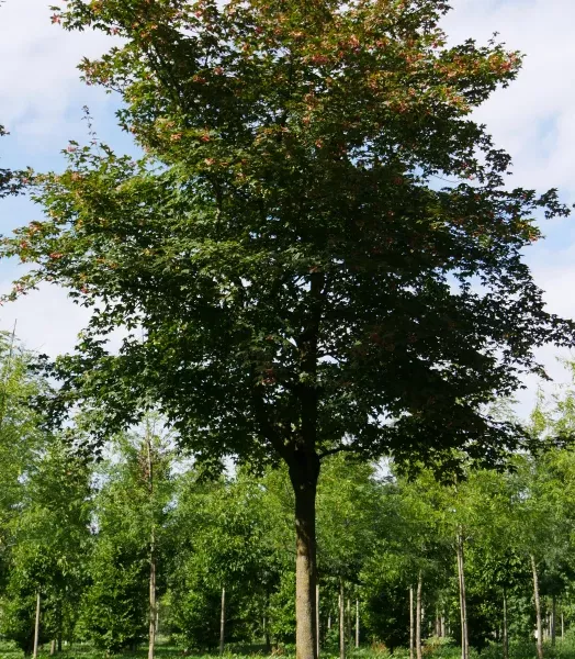 ACER MONSPESSULANUM 4L