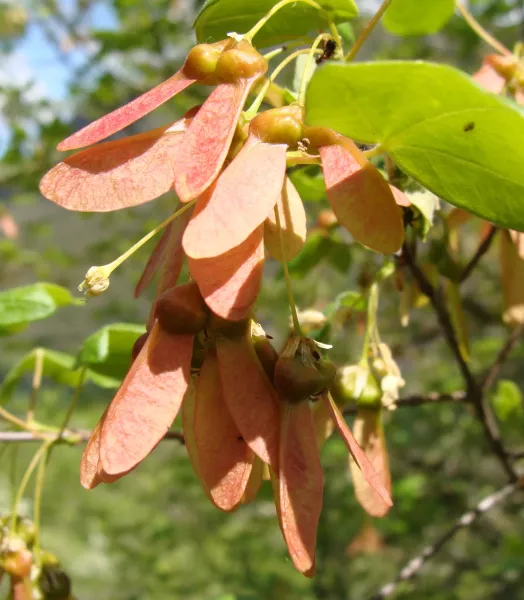 acer_monspessulanum001_-_serra_de_encina_de_lastra.webp