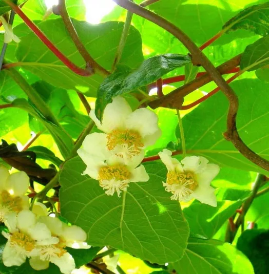 ACTINIDIA deliciosa Tomuri mâle 4L