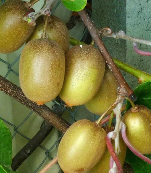 ACTINIDIA CH. HAYWARD 4L