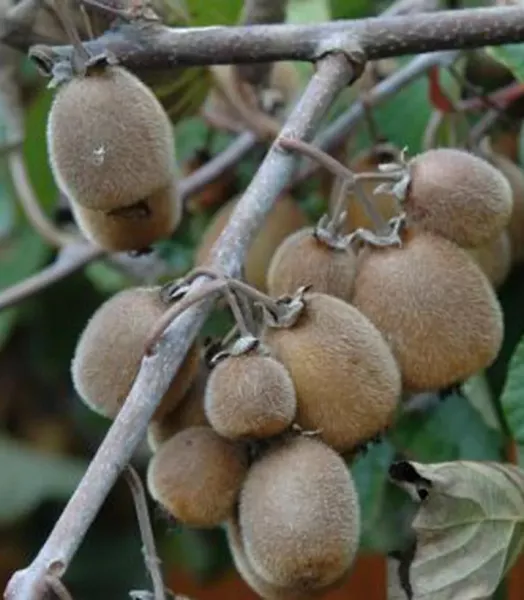 ACTINIDIA CH. SOLISSIMO 4L