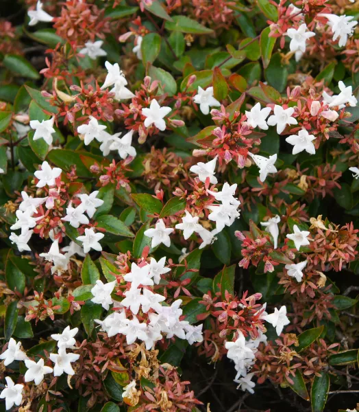 ABELIA GRANDIFLORA 4L