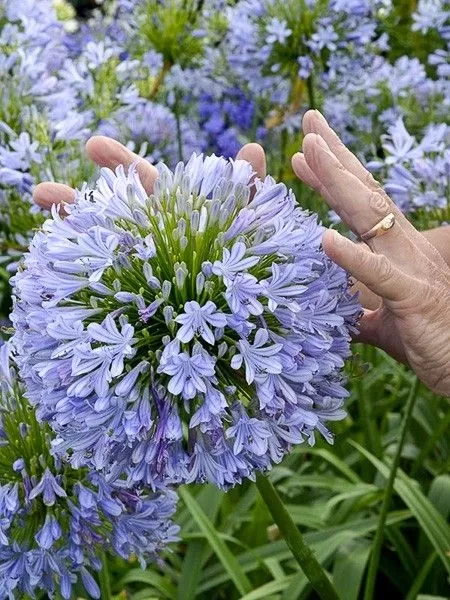 AGAPANTHUS CHARLOTTE 3L