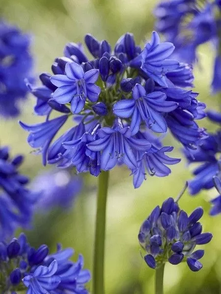 AGAPANTHUS AFRICANUS BLUE 3L