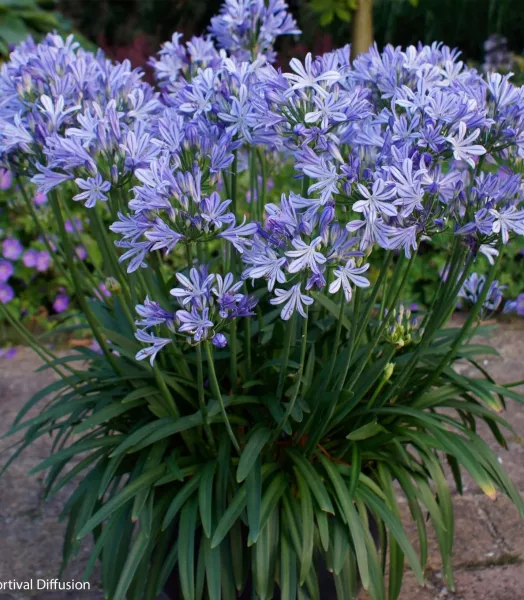 AGAPANTHUS CHARLOTTE 3L