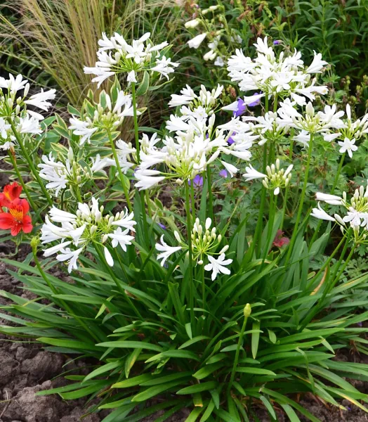 AGAPANTHUS PITCHOUNE® WHITE 3L