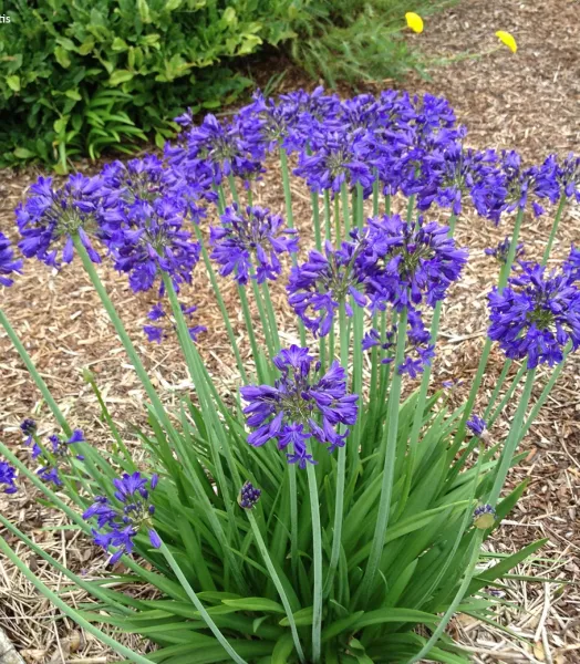 AGAPANTHUS PRAE. SOFIE 3L