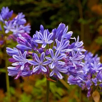 AGAPANTHUS BLUE INFINITY 3L