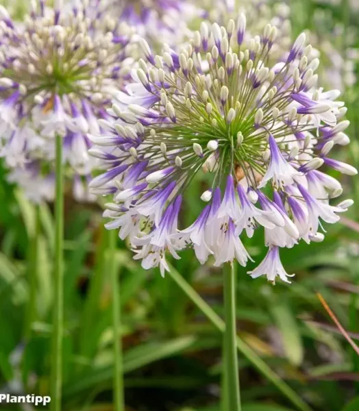 AGAPANTHUS FIREWORKS 3L