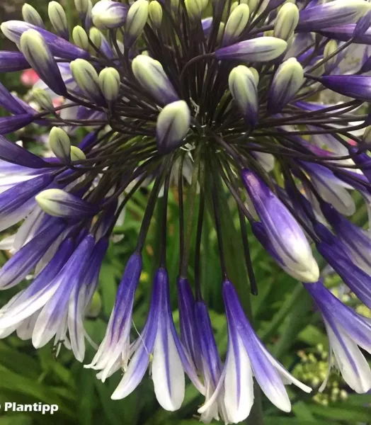 agapanthus-fireworks-88871-6.webp