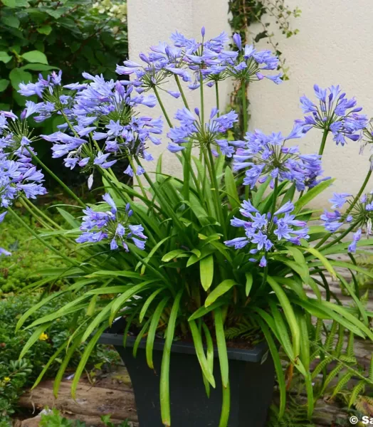 AGAPANTHUS PITCHOUNE® BLUE 3L