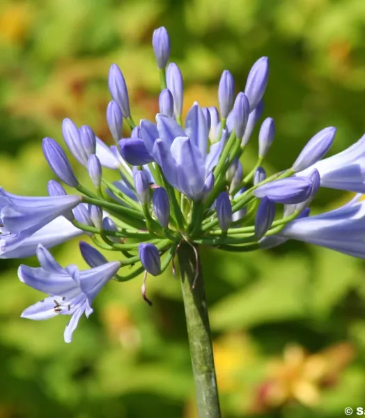 AGAPANTHUS PITCHOUNE BLUE 3L