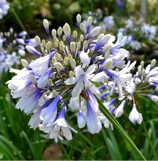 AGAPANTHUS TWISTER 3L