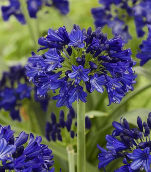 AGAPANTHUS MIDNIGHT SKY 3L