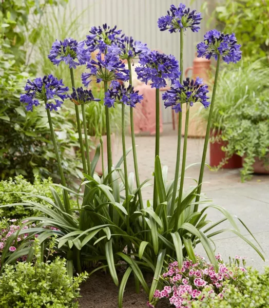 agapanthus_midnight-sky_3023_09.webp