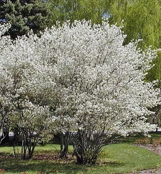 AMELANCHIER canadensis 4L